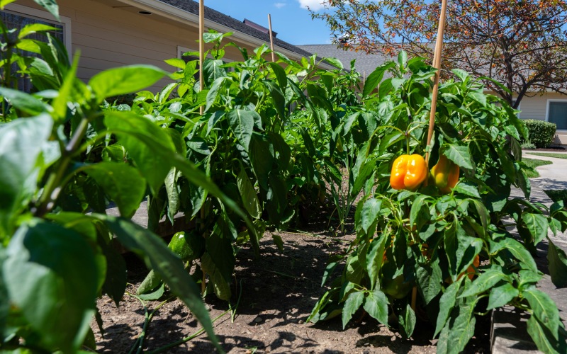 Vegetable garden