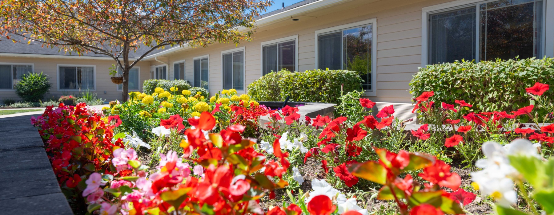 Garden with bright red flowers